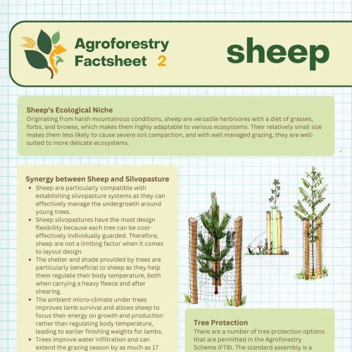 Agroforestry-Factsheet-Sheep